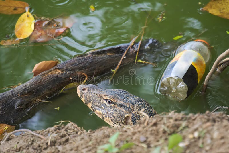 Eine überraschte Monitoreidechse, aus sein Seebankloch, unter etwas sich hin- und herbewegendem Abfall herauskommend stockfotografie Eine überraschte Monitoreidechse, aus sein Seebankloch, unter etwas sich hin- und herbewegendem Abfall herauskommend stockfotografie