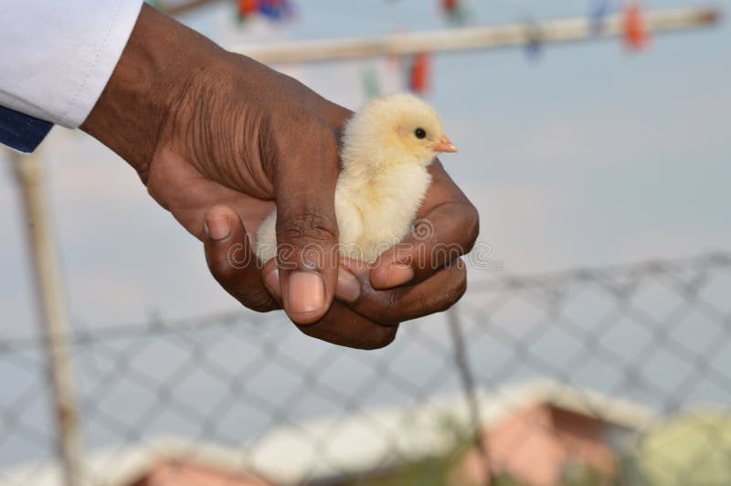 Eines-Tag-alt Küken hielt zart in einer Hand gegen einen unscharfen Hintergrund stockbild Eines-Tag-alt Küken hielt zart in einer Hand gegen einen unscharfen Hintergrund stockbild