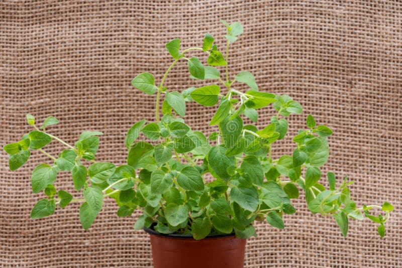 Eingemachte organische Oregano-Anlage mit Wurzeln in befruchtetem Boden auf natürlicher Leinwand Origanum vulgare Lippenblütler stockfotografie Eingemachte organische Oregano-Anlage mit Wurzeln in befruchtetem Boden auf natürlicher Leinwand Origanum vulgare Lippenblütler stockfotografie