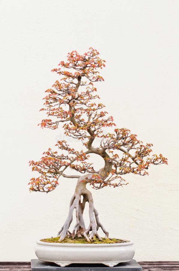 Bonsai-Draht Aus Kupfer - Geglühter Trainingsdraht Für Bonsai-Bäume 1mm