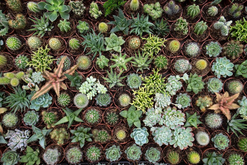 Eingemachtes Grün am La Candelaria Pflanzen Ausstellung in Mexiko Stockbild  - Bild von baumschule, kaktus: 71376547