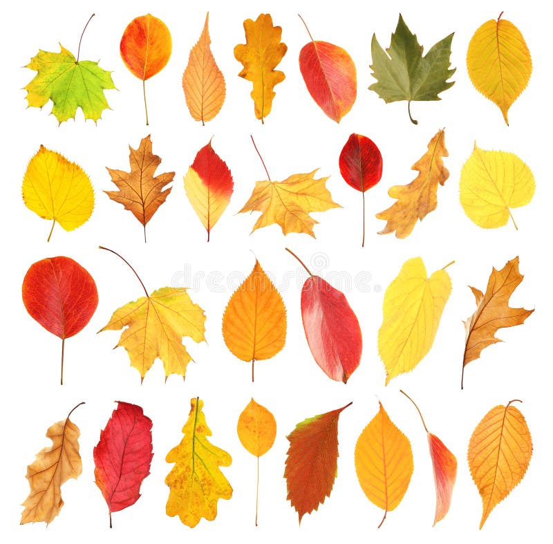 Eingestellt mit Herbstlaub auf weißem Hintergrund lizenzfreie stockbilder