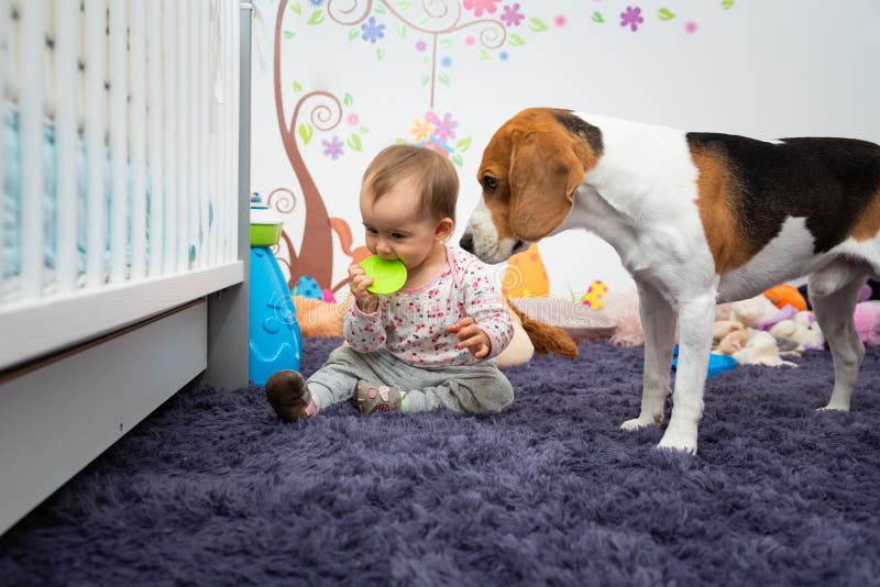 Hund, Der Sein Spielzeug Auf Einem Teppich Kaut Babyspiele Mit Ihm