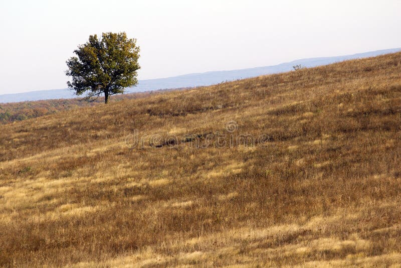 Einsamer Baum stockfotografie
