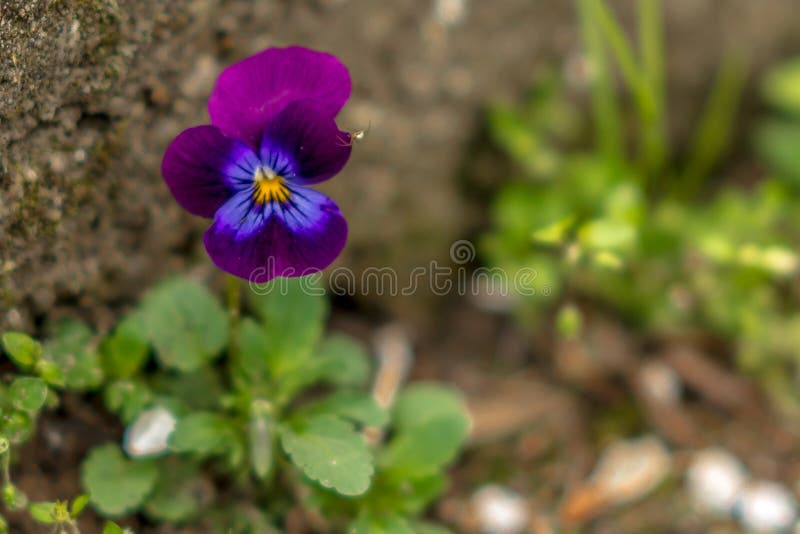 Einsame Blume lizenzfreie stockfotos Einsame Blume lizenzfreie stockfotos