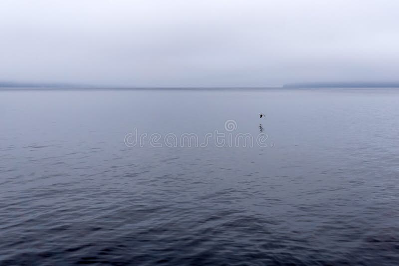 Einsame Seegrasfliegen über einer nebeligen Bucht stockbild Einsame Seegrasfliegen über einer nebeligen Bucht stockbild