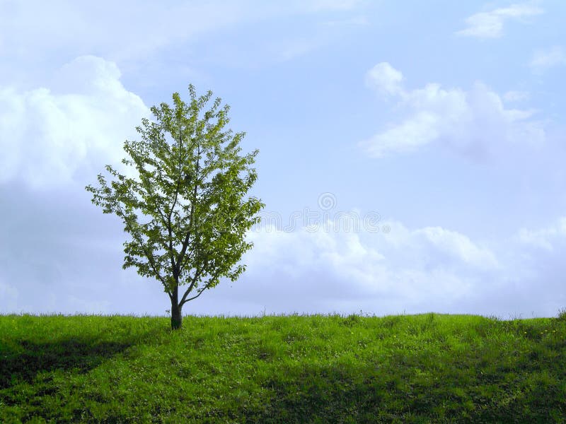 Einsamer Baum lizenzfreie stockfotografie
