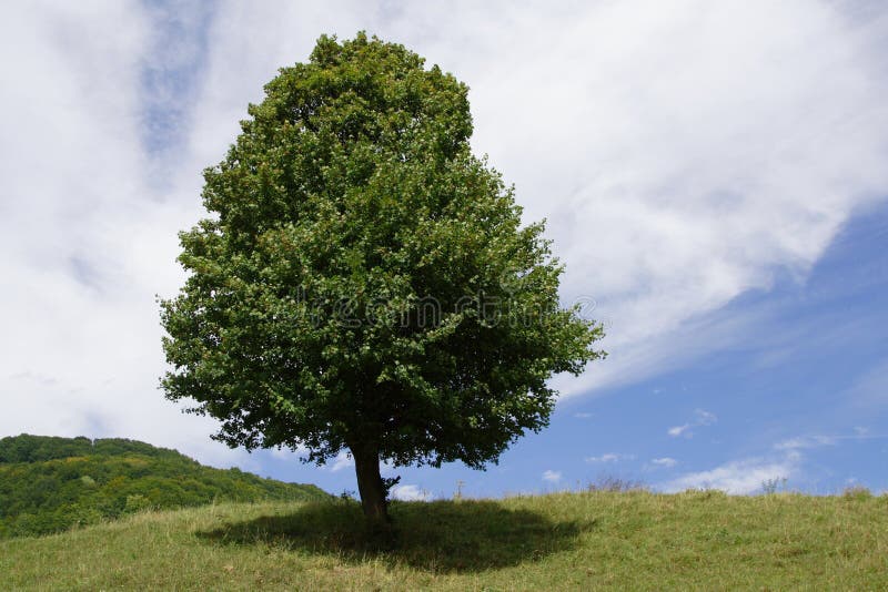Einsamer Baum stockbilder