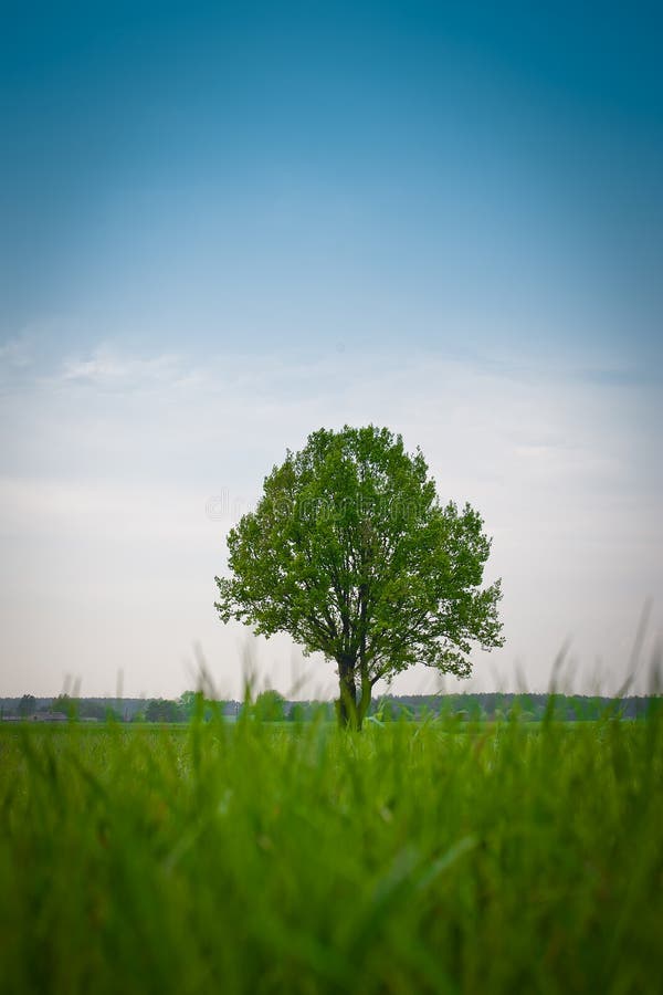 Einsamer Baum lizenzfreie stockfotos