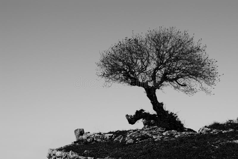 Einsamer Baum stockfotos
