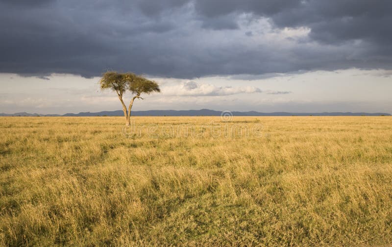 Einsamer Baum lizenzfreies stockfoto