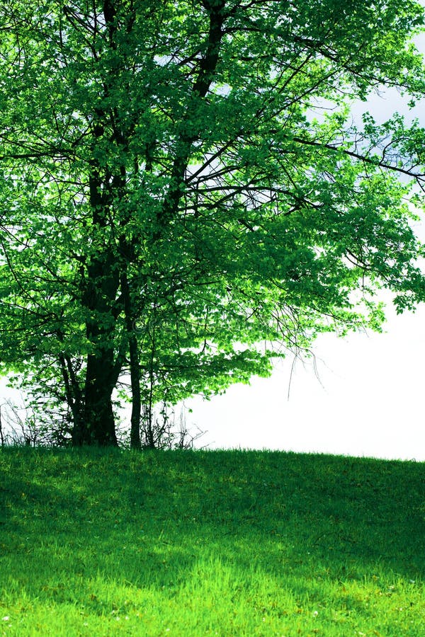 Einsamer Baum lizenzfreie stockbilder