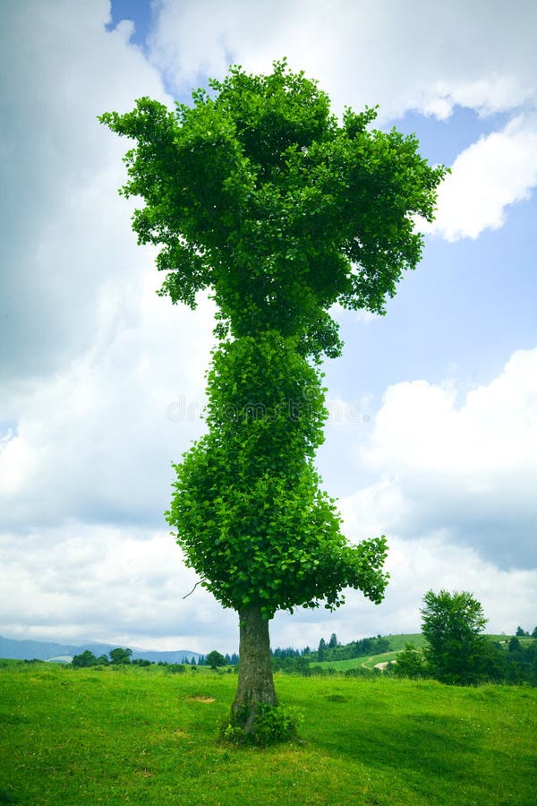 Einsamer Baum lizenzfreie stockfotografie
