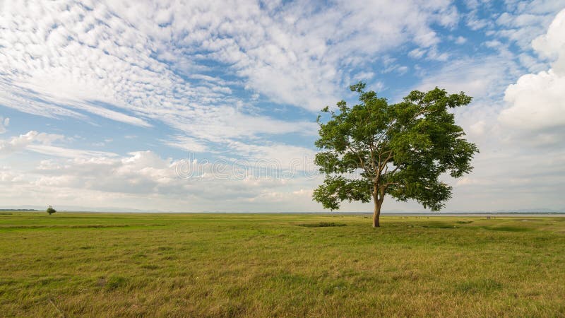 Einsamer Baum stockbilder Einsamer Baum stockbilder