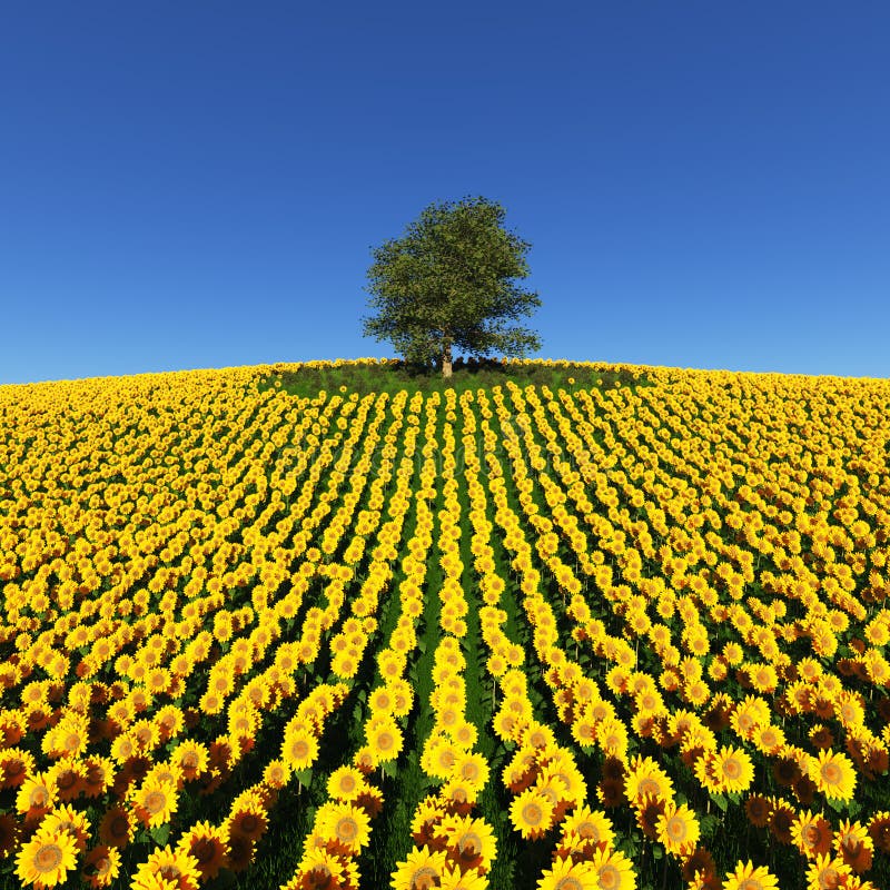 Einsamer Baum auf einem Feld von Sonnenblumen unter einem blauen Himmel stock abbildung Einsamer Baum auf einem Feld von Sonnenblumen unter einem blauen Himmel stock abbildung
