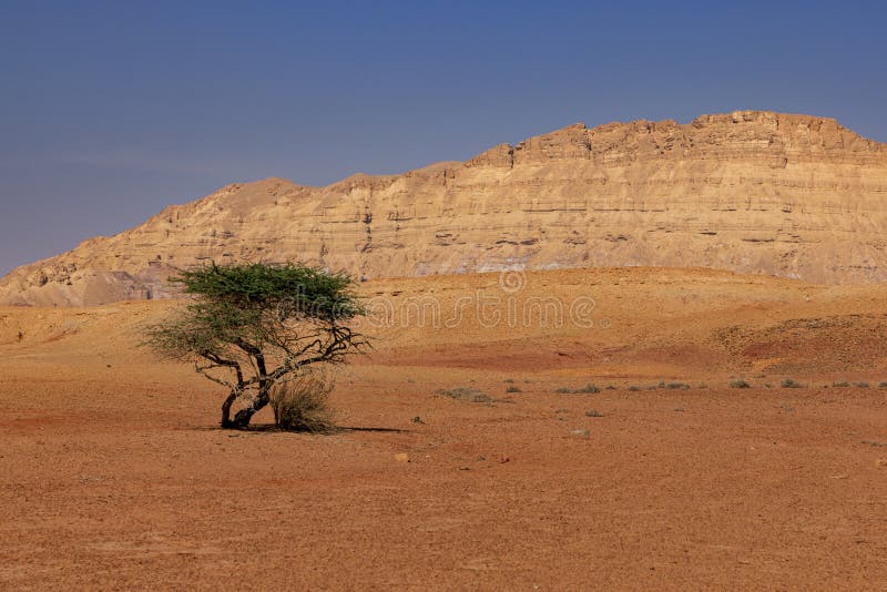 Einsamer Baum in der Negev-Wüste, Israel stockbild