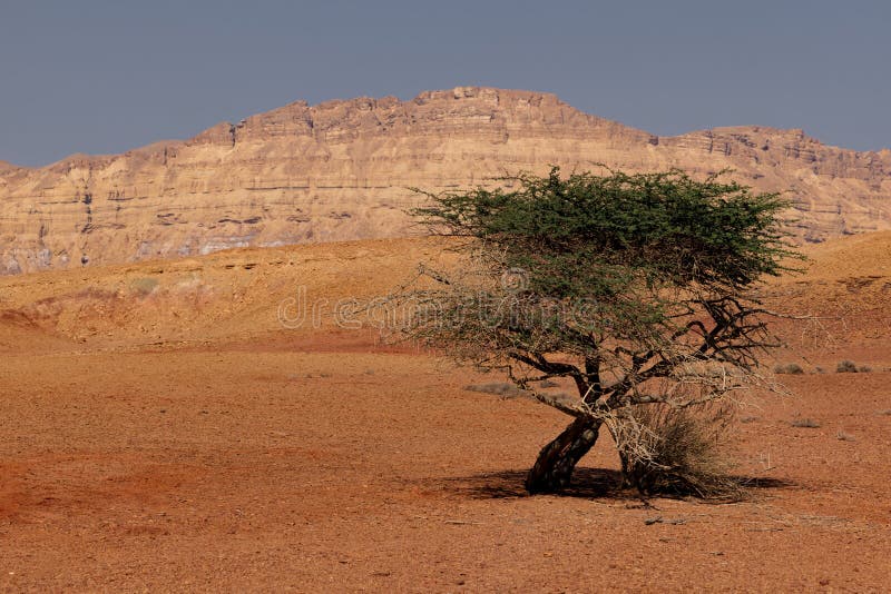 Einsamer Baum in der Negev-Wüste, Israel stockbild