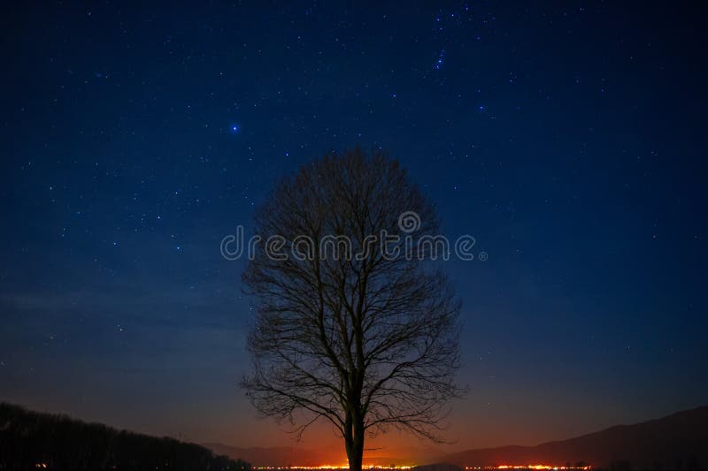 Einsamer Baum im nächtlichen Himmel lizenzfreie stockfotos Einsamer Baum im nächtlichen Himmel lizenzfreie stockfotos