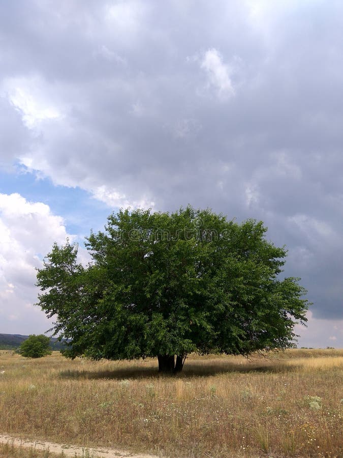 Einsamer Baum unter dunklen Wolken lizenzfreie stockfotografie Einsamer Baum unter dunklen Wolken lizenzfreie stockfotografie