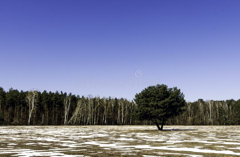 Einsamer Baum - Winter in Nationalpark Kampinos lizenzfreie stockfotos Einsamer Baum - Winter in Nationalpark Kampinos lizenzfreie stockfotos