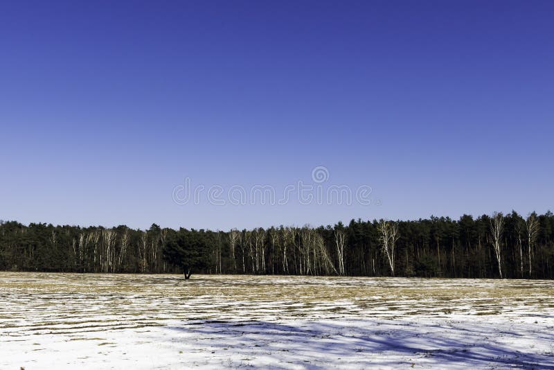 Einsamer Baum - Winter in Nationalpark Kampinos lizenzfreies stockbild Einsamer Baum - Winter in Nationalpark Kampinos lizenzfreies stockbild
