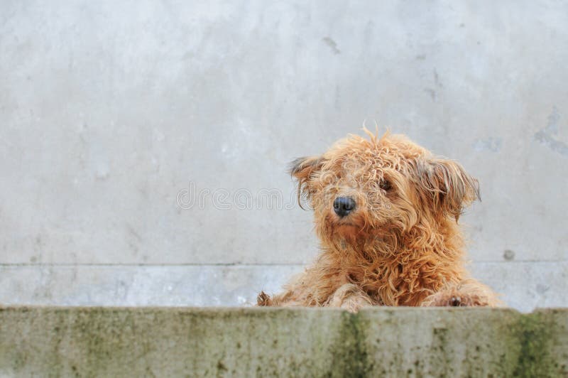 Hund stockfoto. Bild von zuverl, hund, ssig, mestizo 119452896