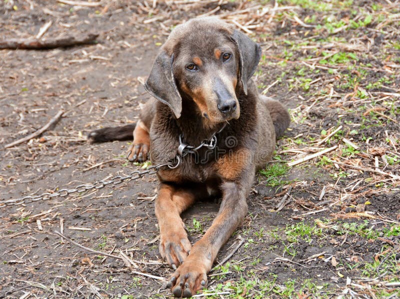 Einsamer Hund in der Kette stockbild. Bild von nahaufnahme 64724951