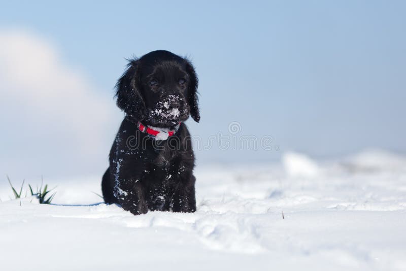 Schwarzer Cocker Spaniel-Welpe Geht In Den Schnee Stockfoto - Bild von