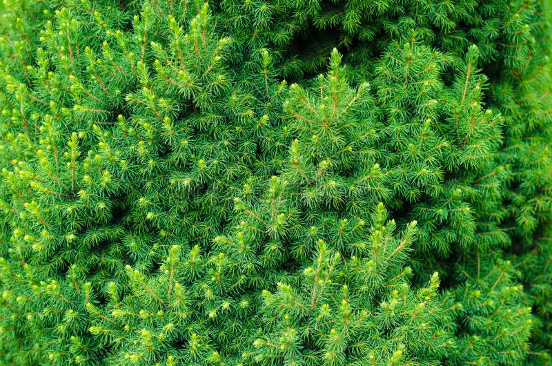 Thuja Arborvitae Mit Regentropfen Stockbild Bild von nave, tropfen