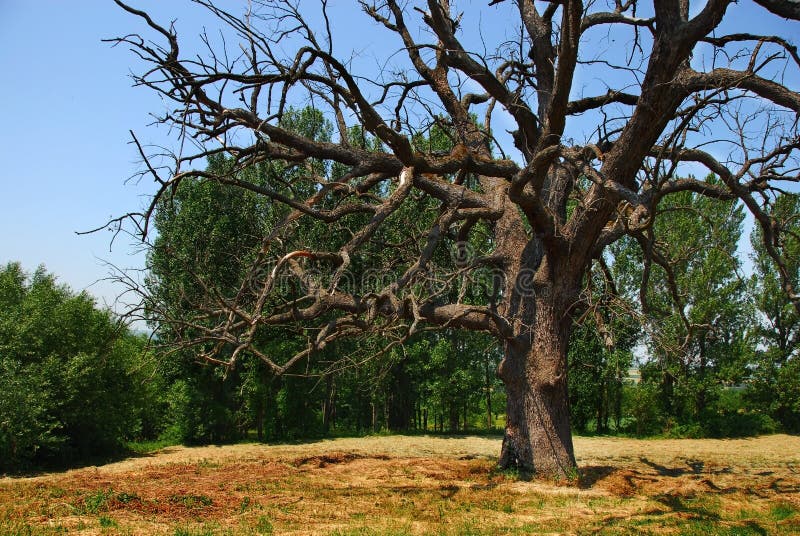 Scenic lonely old dry dead tree on meadow over rural landscape in Serbia. Scenic lonely old dry dead tree on meadow over rural landscape in Serbia