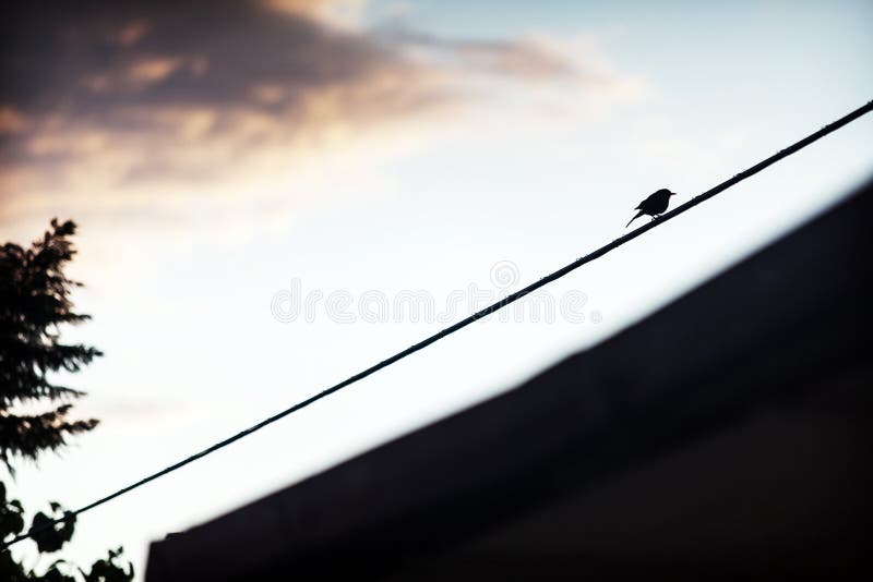 Einsamer Vogel auf elektrischem Draht lizenzfreie stockfotos Einsamer Vogel auf elektrischem Draht lizenzfreie stockfotos