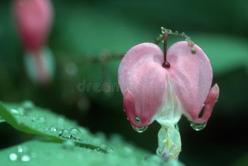 Download Einsames blutendes Herz stockfoto. Bild von regen, abschluß - 27064