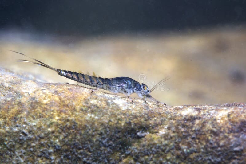 Eintagsfliegenymphenabschluß oben, Ecdyonurus-Larven, Unterwasserphotographie lizenzfreies stockbild Eintagsfliegenymphenabschluß oben, Ecdyonurus-Larven, Unterwasserphotographie lizenzfreies stockbild