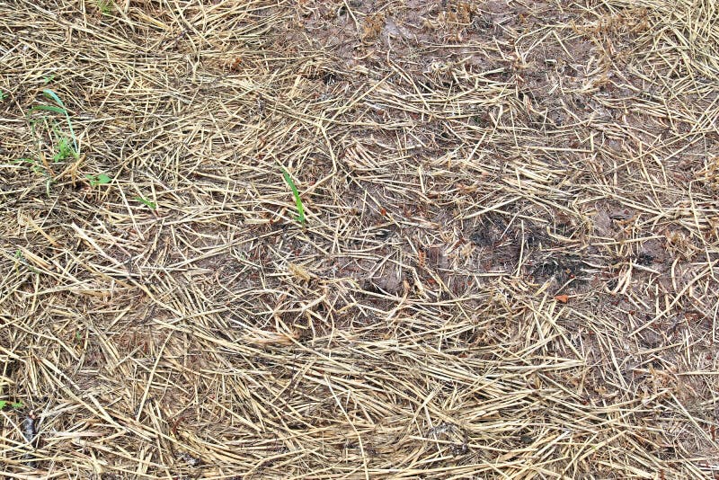 Einzeln aufgeführt nah herauf Oberfläche des Strohs und des Heus gesehen auf einem Bauernhof lizenzfreie stockbilder Einzeln aufgeführt nah herauf Oberfläche des Strohs und des Heus gesehen auf einem Bauernhof lizenzfreie stockbilder