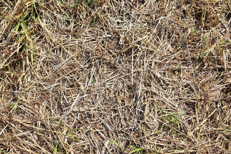 Einzeln aufgeführt nah herauf Oberfläche des Strohs und des Heus gesehen auf einem Bauernhof lizenzfreie stockfotografie Einzeln aufgeführt nah herauf Oberfläche des Strohs und des Heus gesehen auf einem Bauernhof lizenzfreie stockfotografie