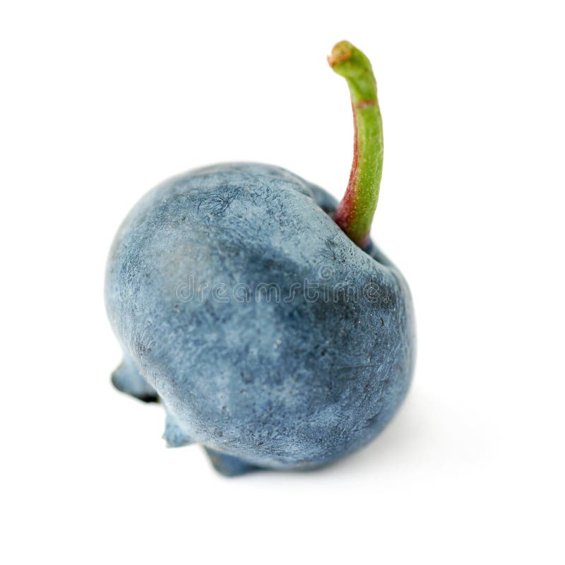 Einzelne Beere Der Heidelbeere Oder Der Blaubeere über Lokalisiertem