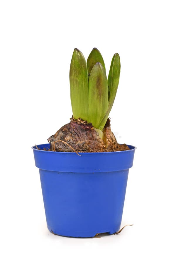 Einzelne eingemachte hyacinthus Blumenzwiebel mit Blättern im blauen Blumentopf auf weißem Hintergrund stockfoto