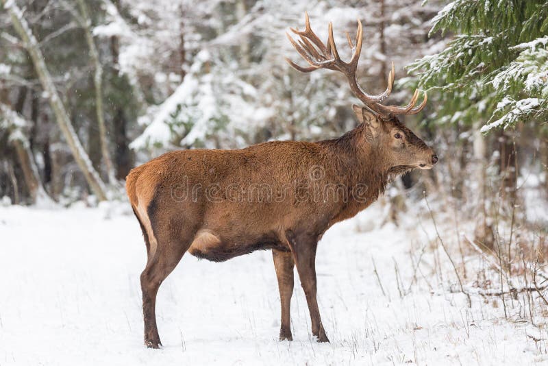 Einzelne erwachsene edle Rotwild mit großen schönen Hörnern mit Schnee in den Winterwaldeuropäischen wild lebenden Tieren gestalt lizenzfreie stockfotografie Einzelne erwachsene edle Rotwild mit großen schönen Hörnern mit Schnee in den Winterwaldeuropäischen wild lebenden Tieren gestalt lizenzfreie stockfotografie