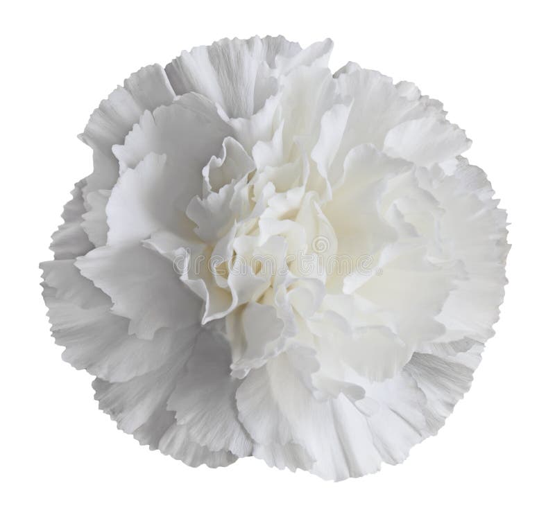 Weiße Gartennelken-Blume