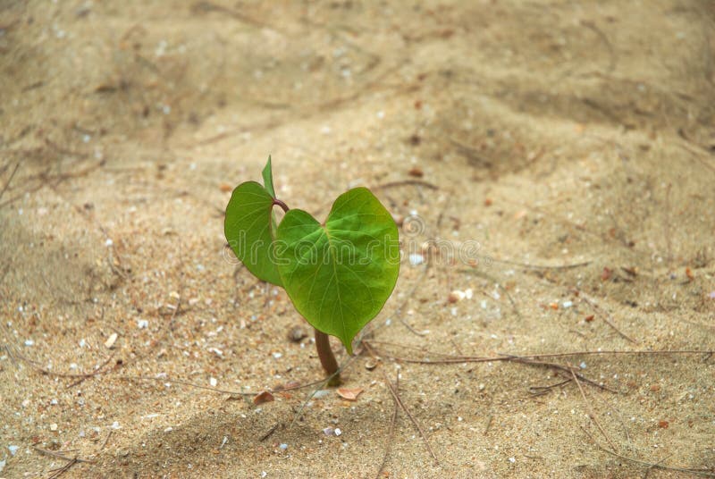 Einzelne Jungpflanze stockfotos Einzelne Jungpflanze stockfotos