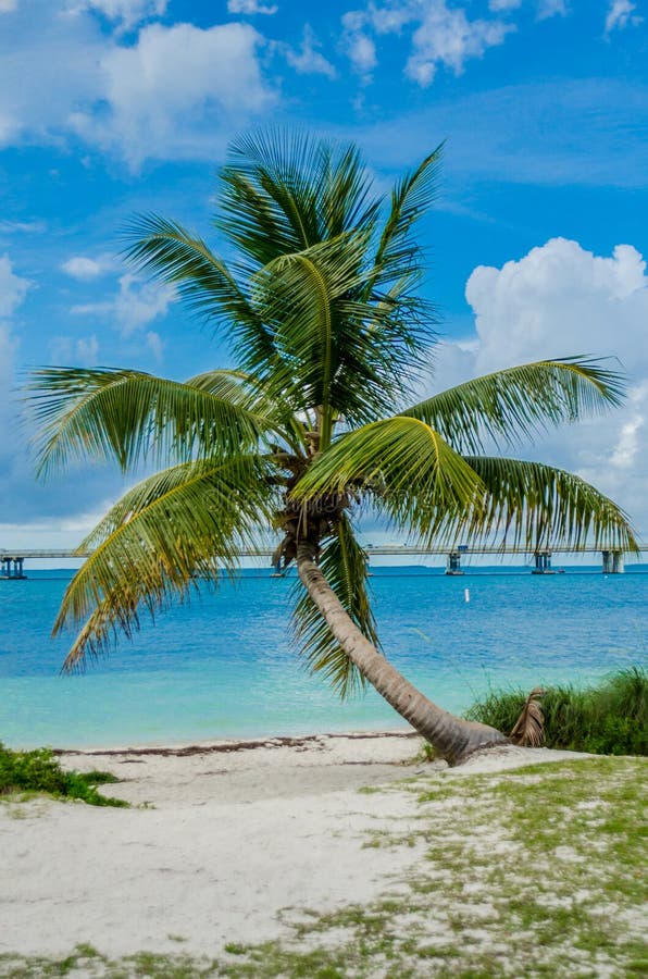 An isolated palm tree in front of the crystal clear waters off the coast of the Florida Keys. An isolated palm tree in front of the crystal clear waters off the coast of the Florida Keys