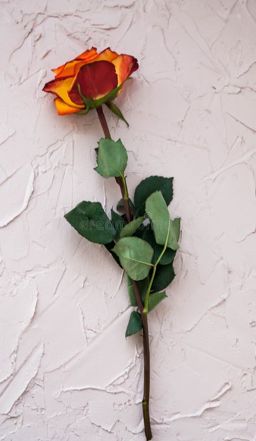 Single rose on a colored background, front view, flat view. Beautiful rose. Blossom, flower, gift, isolated, leaf, nature, one, petal, spring, summer, white, anniversary, beauty, colorful, floral, pink, 1, arrangement, blue, cheerful, wallpaper, colour, concept, creative, enjoyable, florist, gold, golden, grey, happy, minimalism, mothers, day, nice, orange, side, valentines, yellow, birthday, bright. Single rose on a colored background, front view, flat view. Beautiful rose. Blossom, flower, gift, isolated, leaf, nature, one, petal, spring, summer, white, anniversary, beauty, colorful, floral, pink, 1, arrangement, blue, cheerful, wallpaper, colour, concept, creative, enjoyable, florist, gold, golden, grey, happy, minimalism, mothers, day, nice, orange, side, valentines, yellow, birthday, bright