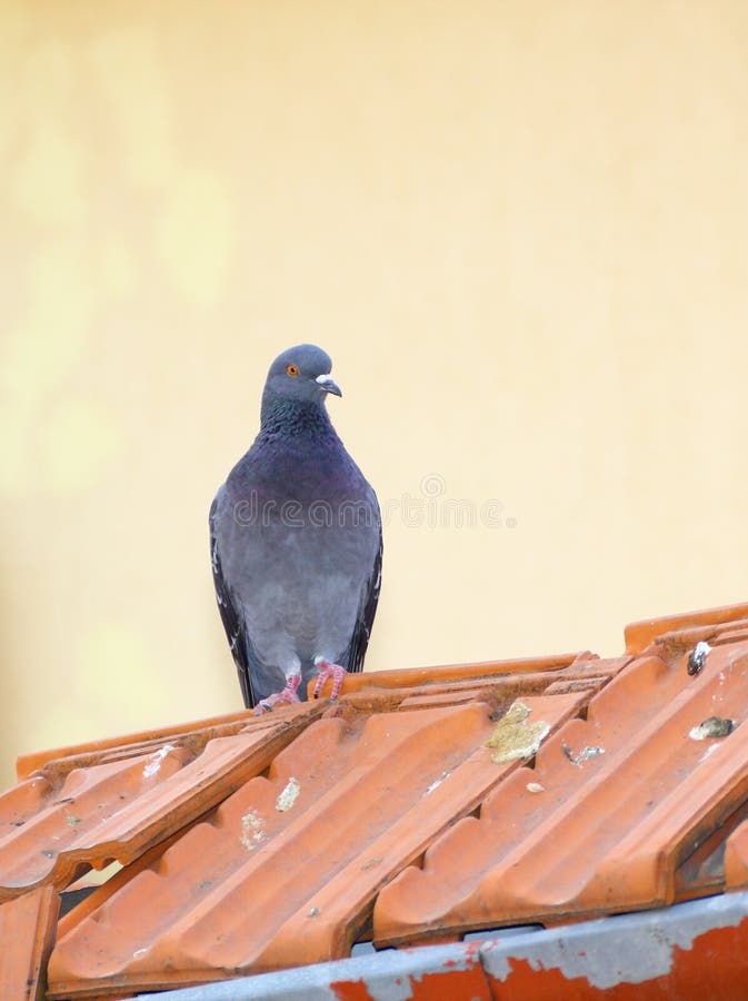 Einzelne Taube stockfotos Einzelne Taube stockfotos