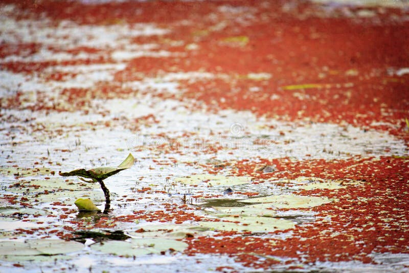 Einzelner Travertin Auf Einem Teich Mit Rotalgen Stockfoto Bild von