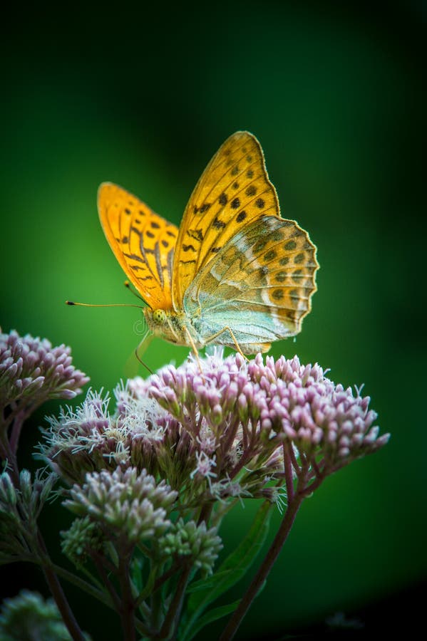 Einzelnes großes perliges Schmetterlings-Braun des Insekts orange butine eine Blume lizenzfreie stockfotografie Einzelnes großes perliges Schmetterlings-Braun des Insekts orange butine eine Blume lizenzfreie stockfotografie
