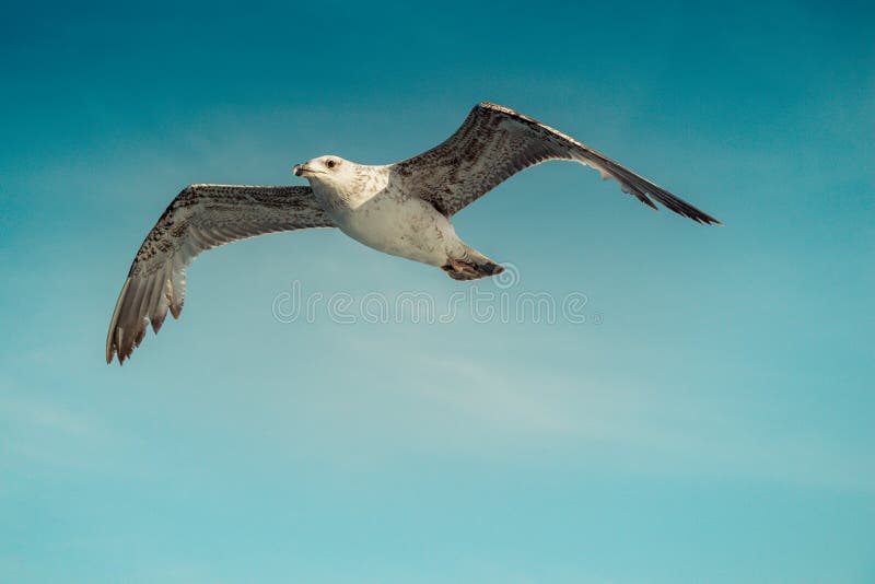 Einzelnes Seem?wenfliegen in einem bew?lkten Himmel lizenzfreie stockfotos Einzelnes Seem?wenfliegen in einem bew?lkten Himmel lizenzfreie stockfotos