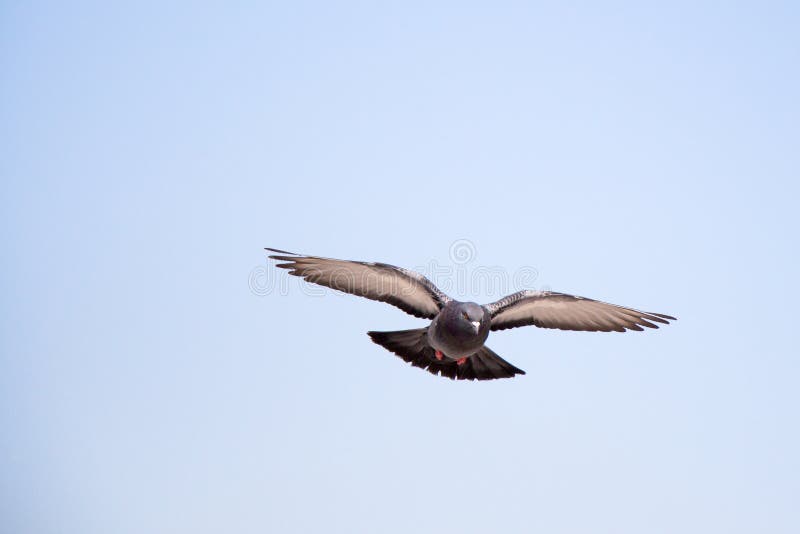 Einzelnes Taubenfliegen in einer Luft lizenzfreies stockbild Einzelnes Taubenfliegen in einer Luft lizenzfreies stockbild