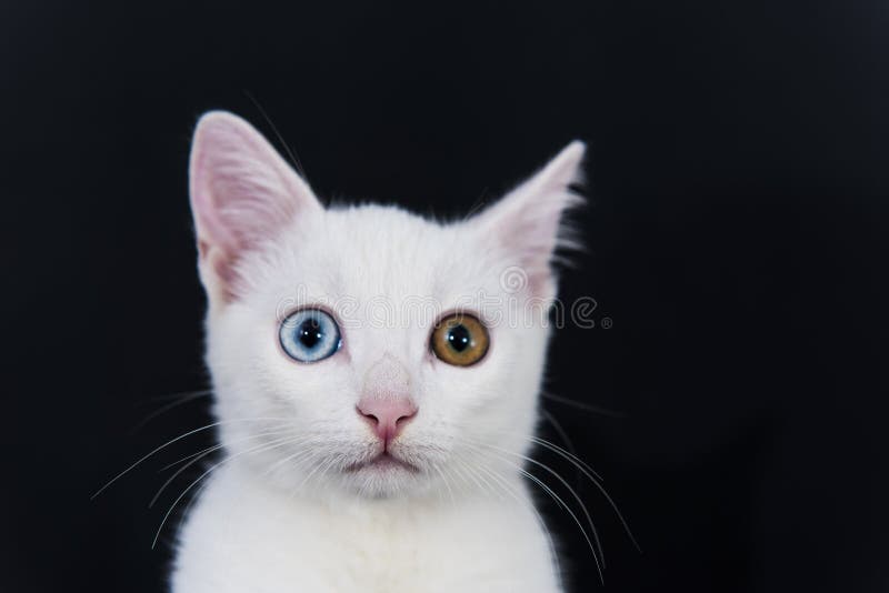 Weiße Katzen Grüne Und Blaueaugen Stockbild Bild Von