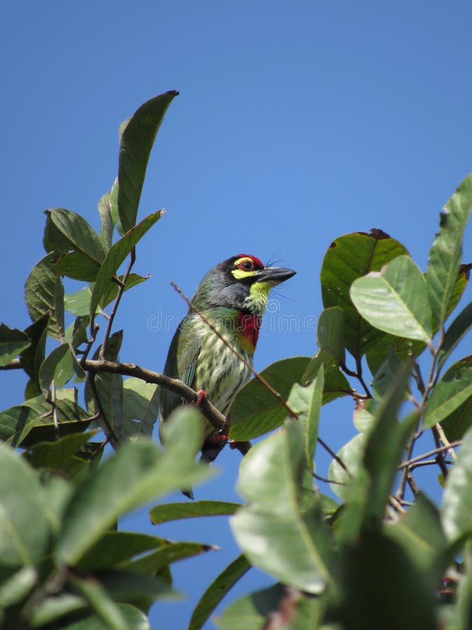 Einziger Kupferschmied Barbet Einziger Kupferschmied Barbet