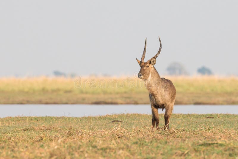Einziges männliches waterbuck stockbilder Einziges männliches waterbuck stockbilder